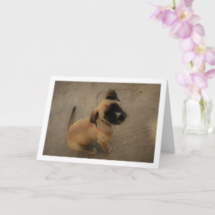 Carte Chiot amoureux