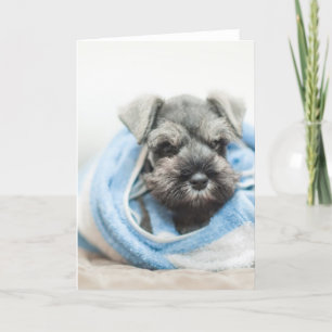 Carte Chiot après Bath