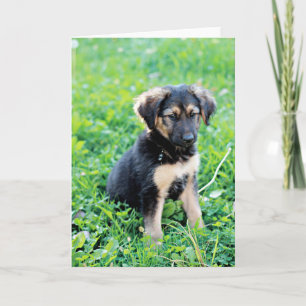 Carte Chiot berger allemand