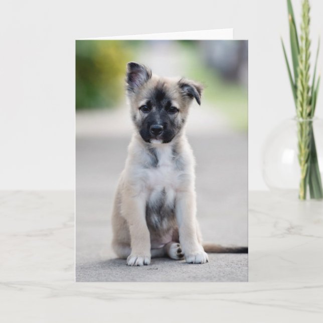 Carte Chiot berger allemand sur le sentier (Devant)