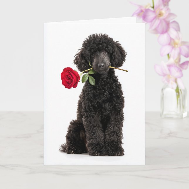 Carte Chiot Caniche Noir pour la Saint-Valentin – Douce  (Orchidée)