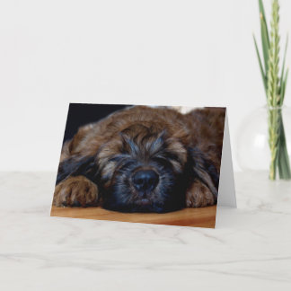 Carte chiot de briard