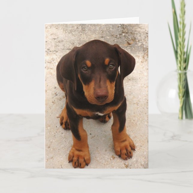 Carte Chiot de Doberman (Devant)