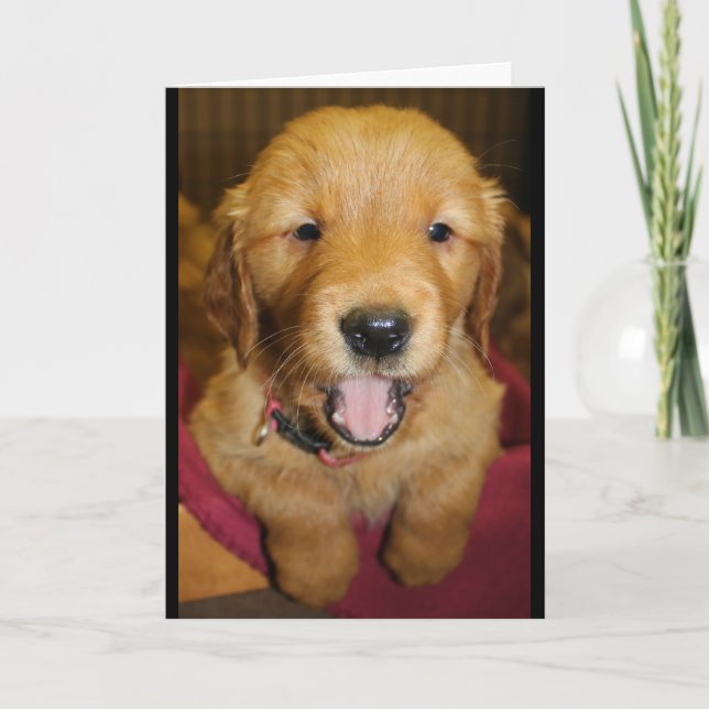 Carte Chiot de golden retriever toute occasion (Devant)