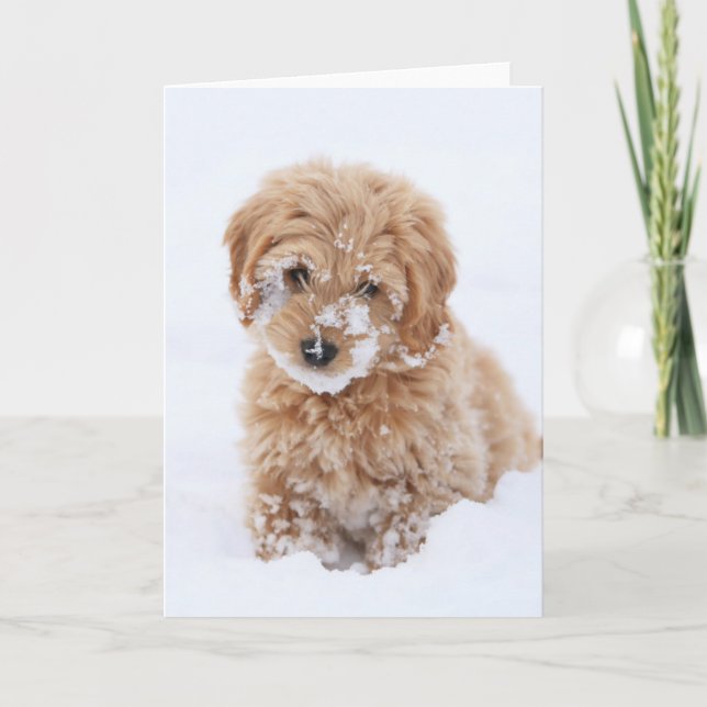 Carte Chiot De Goldendoodle Avec La Neige À La Face (Devant)