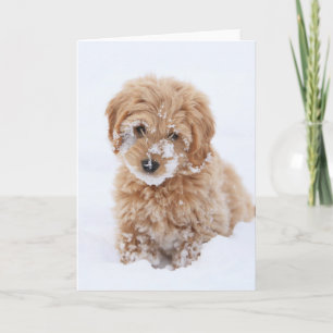 Carte Chiot De Goldendoodle Avec La Neige À La Face