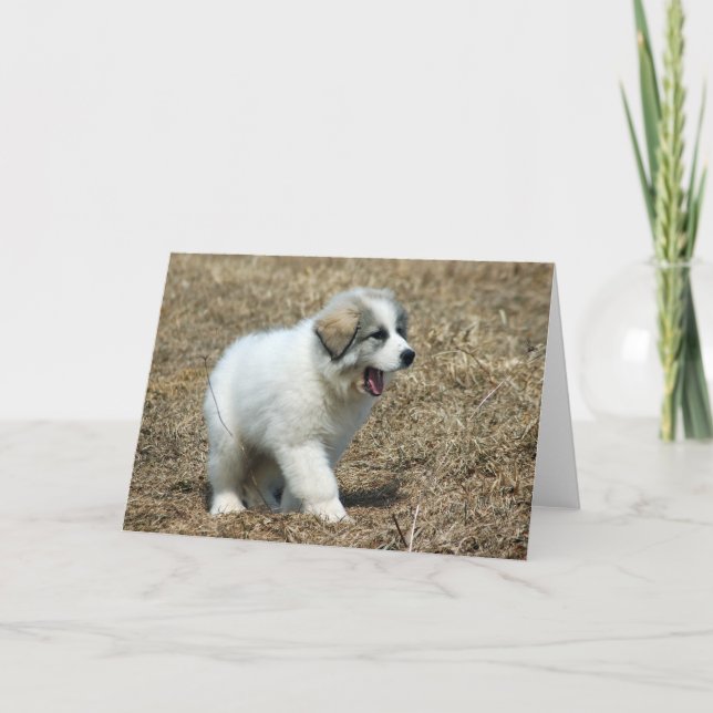 Carte Chiot des Pyrénées (Devant)