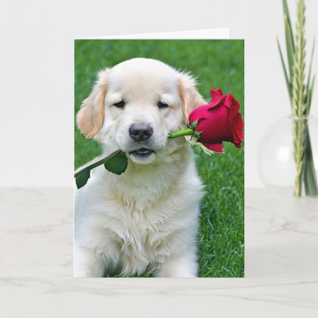 Carte Chiot d'or rétriever avec Rose rouge (Devant)