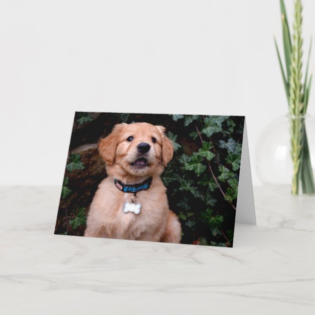 Carte Chiot Golden Retriever (Devant)
