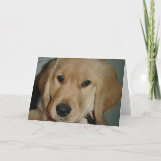 Carte Chiot Golden Retriever