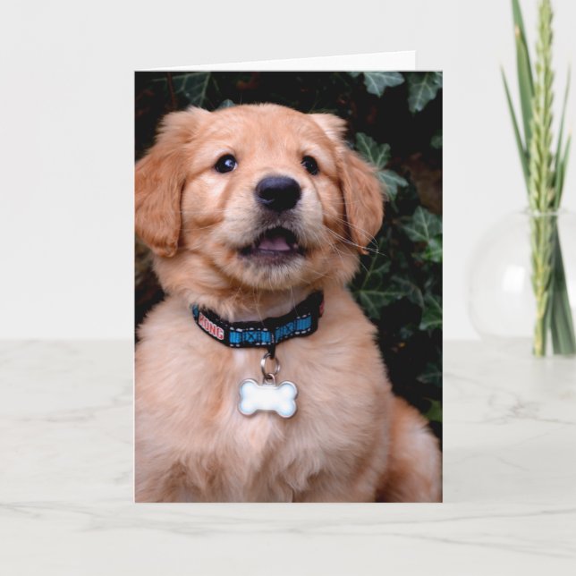Carte Chiot Golden Retriever (Devant)