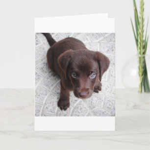 Carte chiot lab chocolat assis deuxième