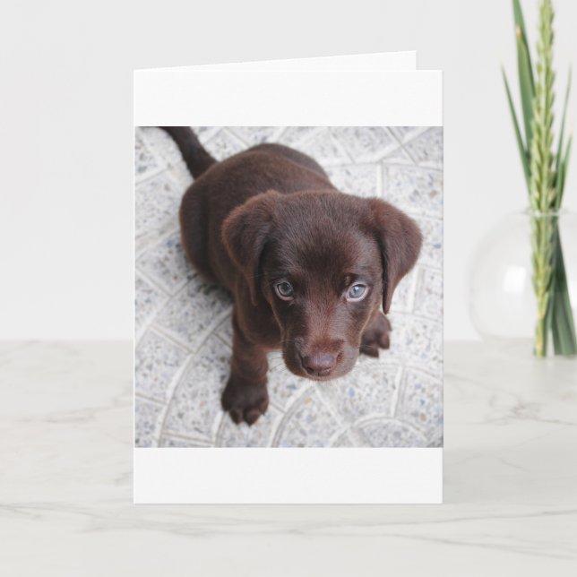 Carte chiot lab chocolat assis en seconde (Devant)