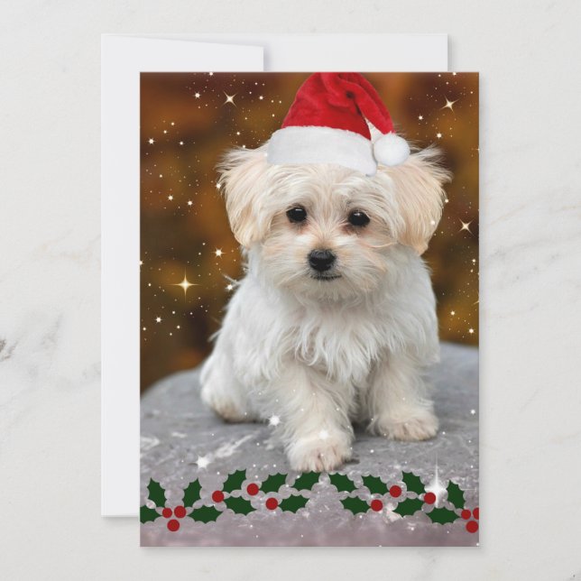 Carte Chiot maltais à Noël (Devant)