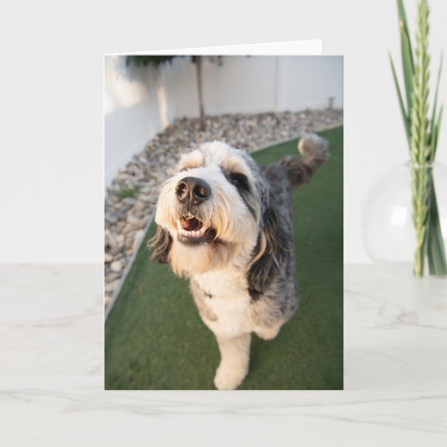 Carte Chiot Mignon (Devant)