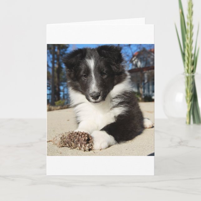 Carte chiot noir et blanc (Devant)