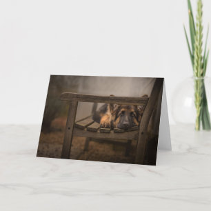 Carte Chiot sur un banc