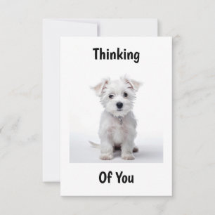 Carte chiot west highland white terrier assis pensif