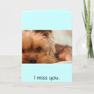 Carte chiot yorkie