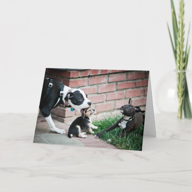 Carte Chiots beagles Goûter Yummy (Devant)