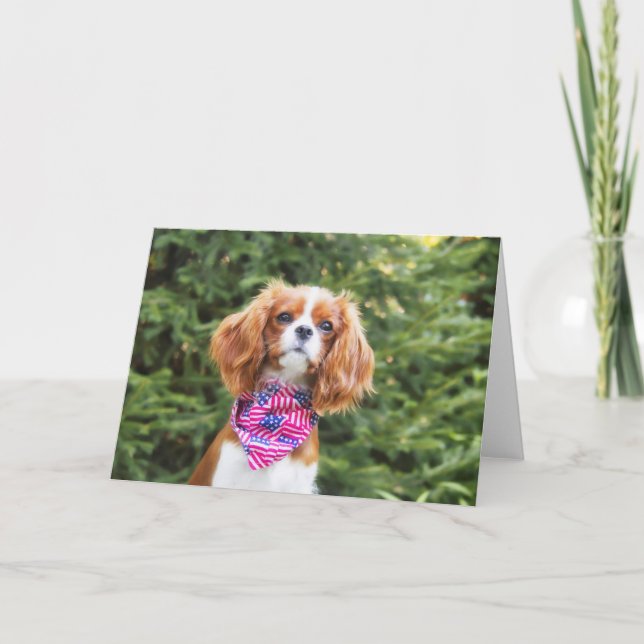Carte Chiots Cavalier King Charles Spaniel 4 juillet (Devant)