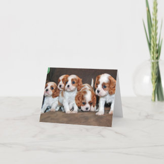Carte chiots cavaliers