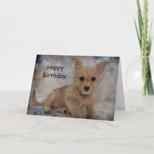 Carte Chiots Chihuahua/Yorkshire