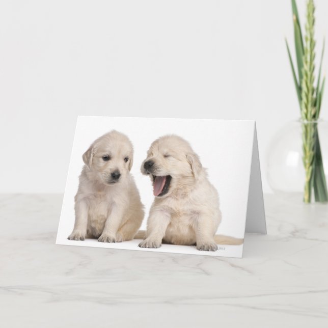 Carte Chiots Golden Retriever (4 semaines) (Devant)