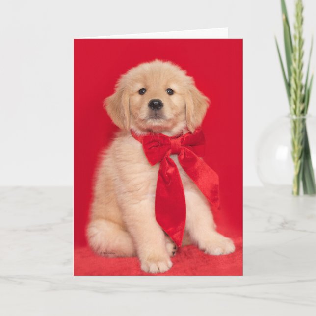 Carte Chiots Golden Retriever Joyeux Noël en aboiant (Devant)