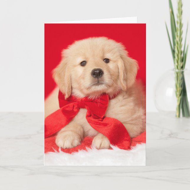 Carte Chiots Golden Retriever Saisons Salutations (Devant)