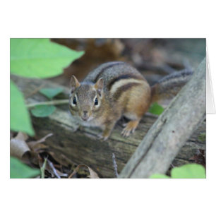 Carte Chipmunk
