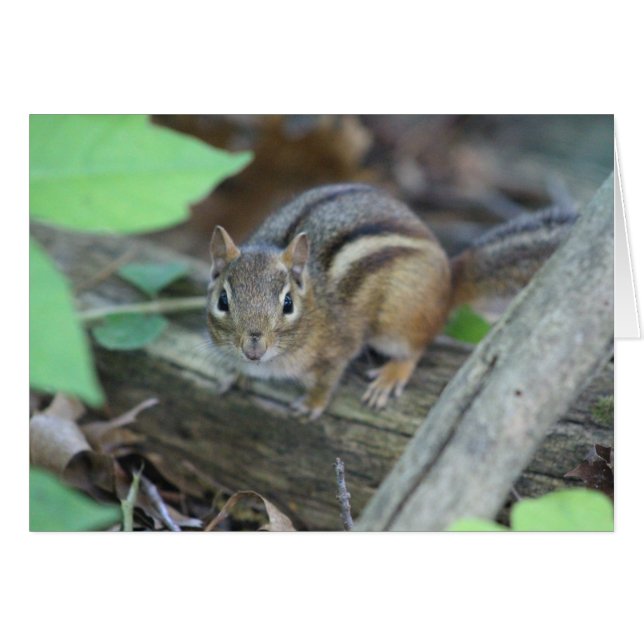 Carte Chipmunk (Devant horizontal)
