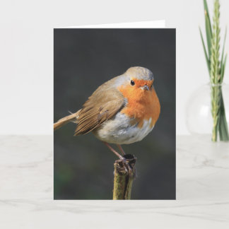Carte Chirpy Robin