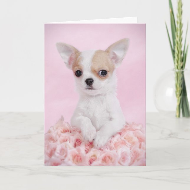 Carte Chiwawa dans le rose avec des roses (Devant)