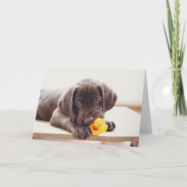 Carte Chocolat Labrador Chiot Avec Canard De Jouet (Devant)