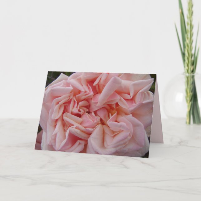Carte Chou rose pâle Rose Roses Pastel Flower (Devant)