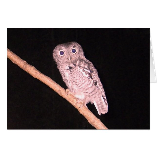 Carte Chouette (Devant horizontal)