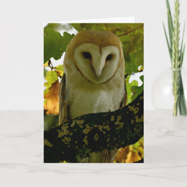 Carte Chouette à grange dans un arbre de chêne (Devant)