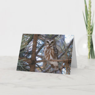 Carte Chouette à mâchoires nordiques dans l'arbre à pins