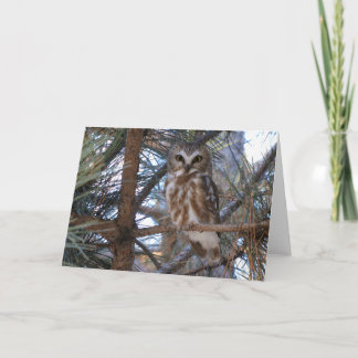 Carte Chouette à mâchoires nordiques dans l'arbre à pins