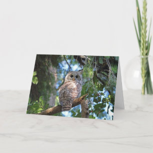 Carte Chouette de Hoot sauvage qui brille dans la forêt