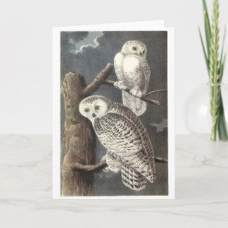Carte Chouette des neiges par Audubon