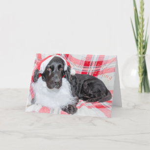 Carte Christmas Bah Humbug