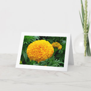 Carte Chrysanthème orange
