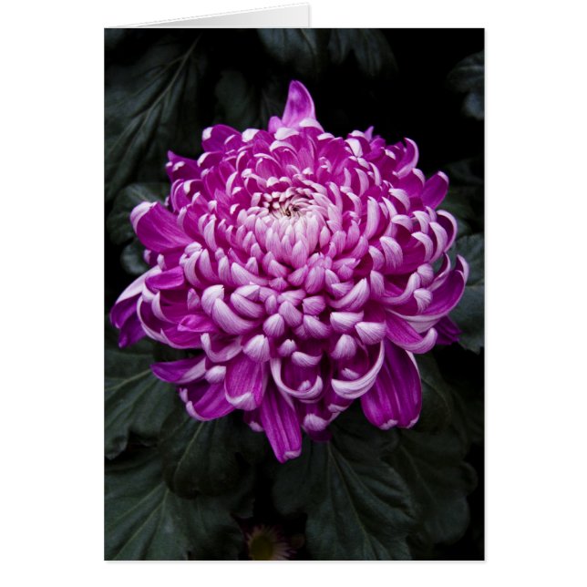 Carte Chrysanthemum Violet (Devant)