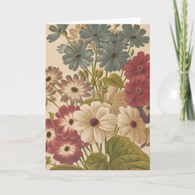 Carte Cineraria | George Nicholson (Devant)