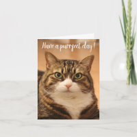 Citation amusante Amoureux de les chats Photo pers