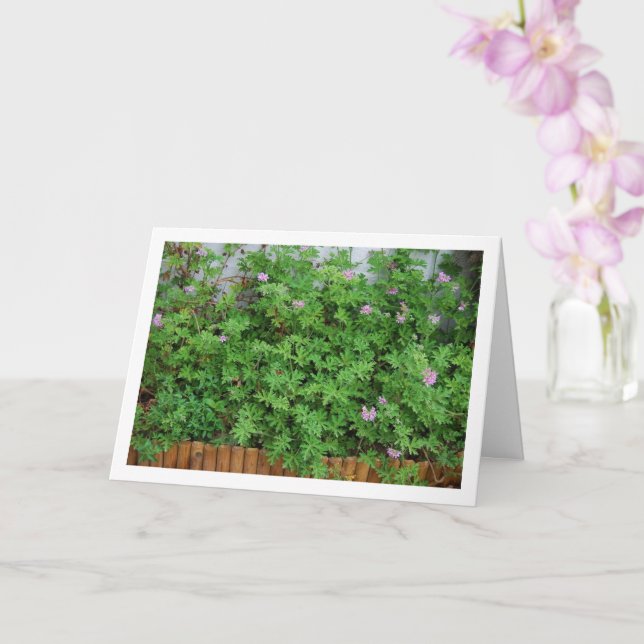 Carte Citronella Plante avec Floral (Orchidée)