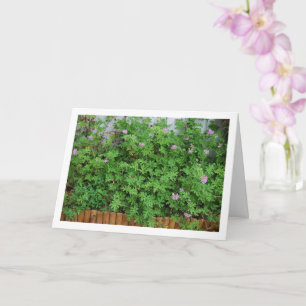 Carte Citronella Plante avec Floral