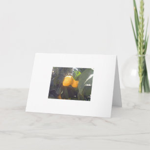 Carte Citrons ?